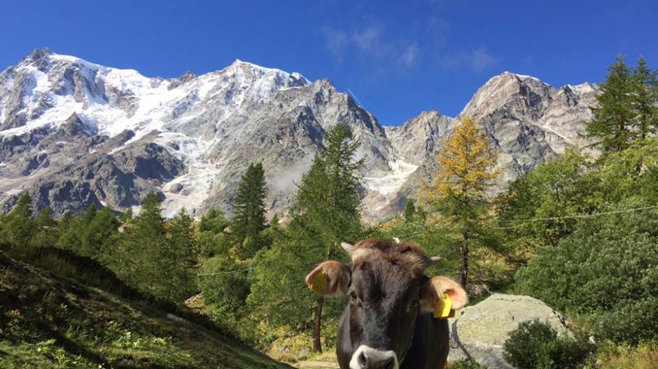 Pascoli e pastori: a Toceno incontro con le scuole agrarie di montagna 