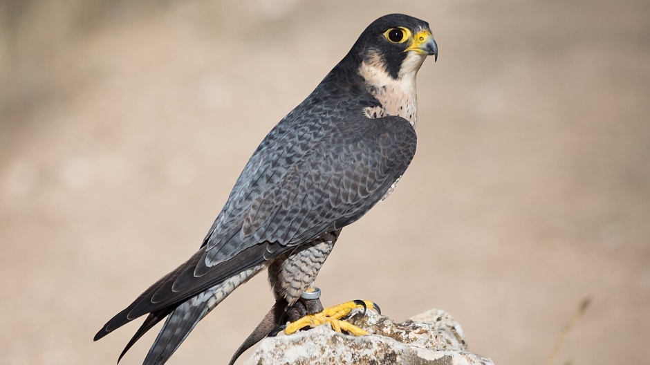 Premosello, nido di falco al Sasso Bianco: stop all’arrampicata fino a fine luglio