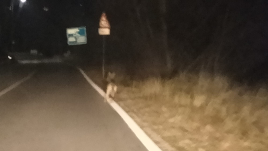 Un lupo in strada a Domodossola