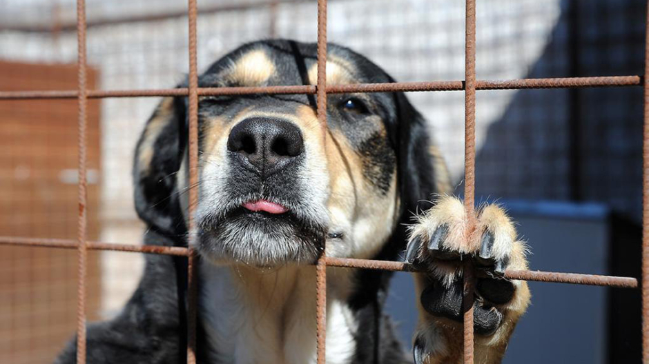 Nel Vco crescono i reati contro gli animali