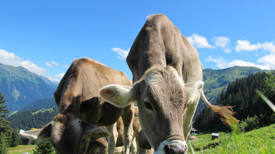 Santa Maria Maggiore: la 3ª Mostra Bovina 
