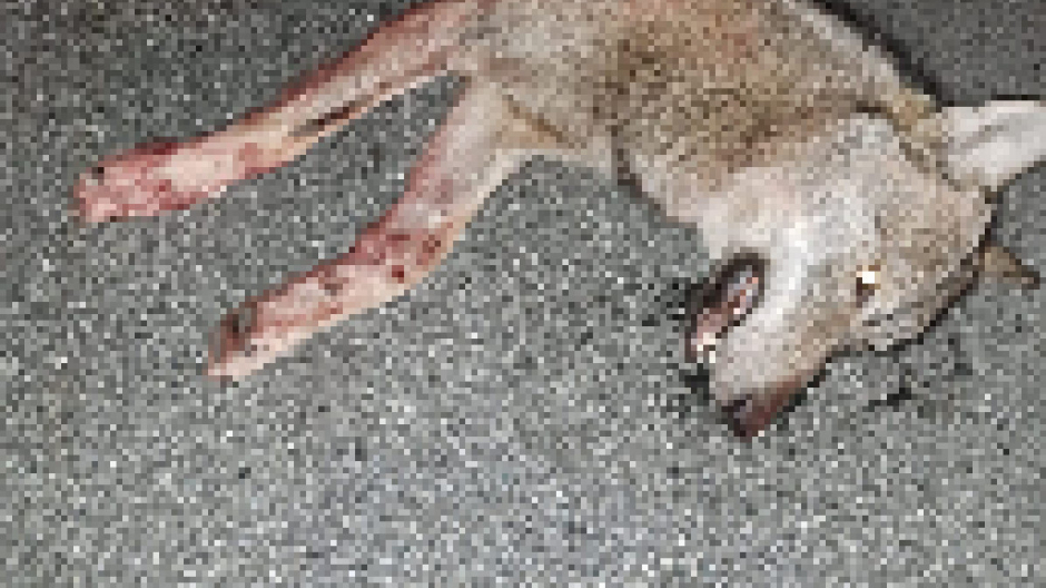 Quarto lupo morto tre mesi: giovane maschio vittima di incidente a Varzo