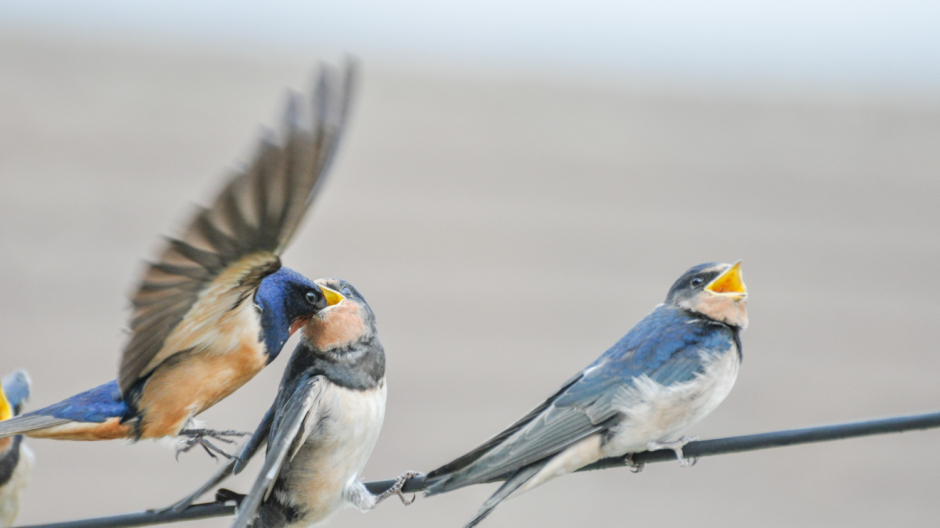 Domo, i rondoni della Collegiata al centro dell’incontro in Cappella Mellerio