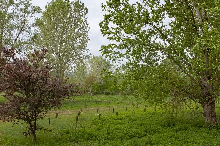 A Vercelli si è proceduto all'abbattimento di due alberi lungo viale Garibaldi