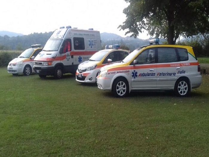  Ambulanze veterinarie Italia salva un pastore australiano