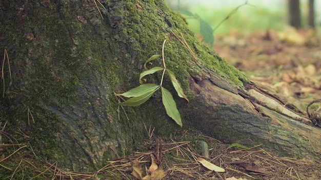 Varallo Pombia, sono tre gli alberi monumentali in paese presenti in elenco regionale