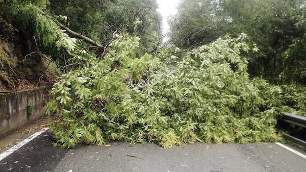 Pogno, albero caduto per il maltempo: viabilità poi ripristinata regolarmente