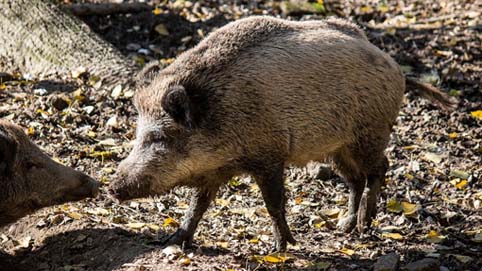 Cusio novarese, petizione per azione contenimento danni da fauna selvatica