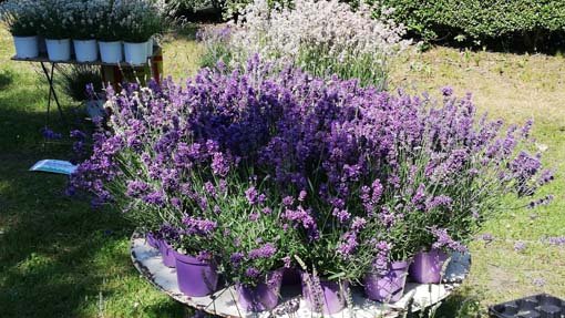 Miasino, sabato e domenica appuntamento con "Menta e Rosmarino"