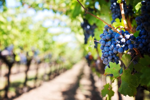 Boca, Cantine Aperte al Podere ai Valloni