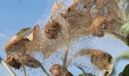 Ifantria, presenza nel  Novarese. Innocua, da non confondere con la processionaria 