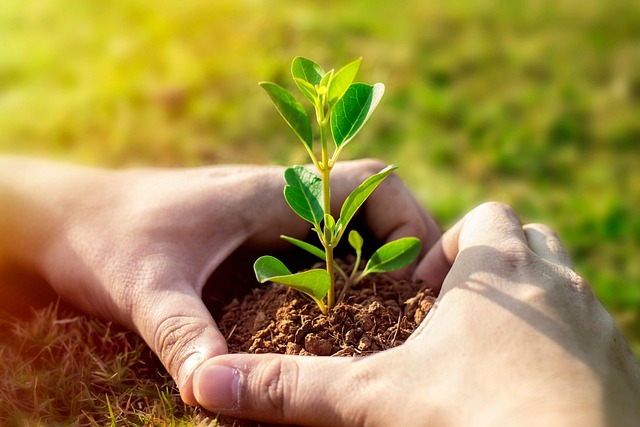 Forestazione urbana: finanziati dalla Regione i progetti di Novara e Borgomanero