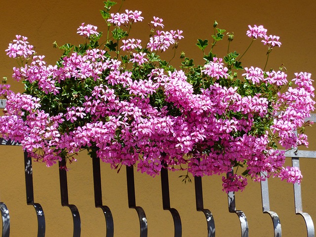 Novara, aperte le iscrizioni a "Balconi in fiore"