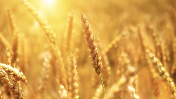 Coldiretti, grano: prospettive di buona qualità e incremento superfici