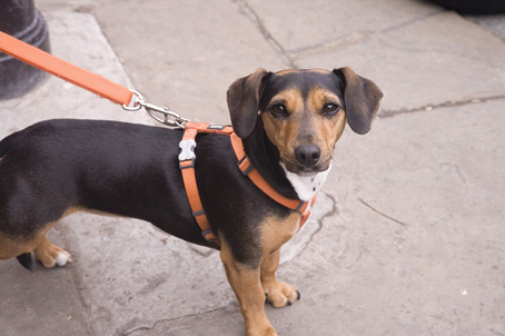 Galliate, campagna di sensibilizzazione alla raccolta di deiezioni canine