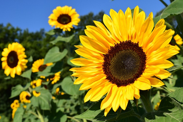 Cameri, l'11 luglio apre il "Labirinto di girasoli"