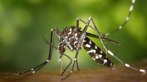 Cameri, anche quest'anno adesione a progetto lotta biologica integrata alle zanzare