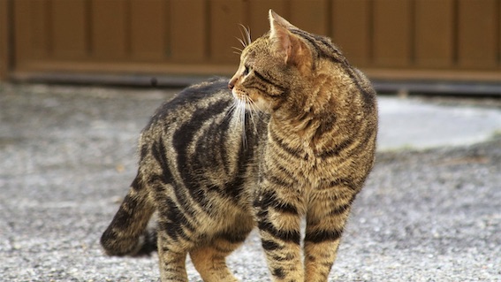 Carpignano Sesia, segnalati avvelenamenti di gatti