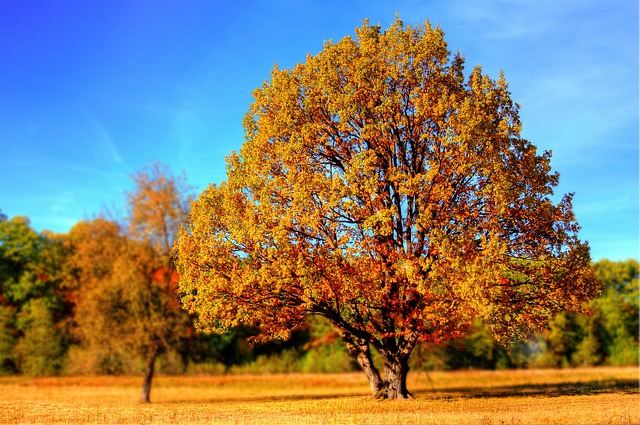 "Novembre al parco", contest su TikTok delle aree del Ticino e Lago Maggiore