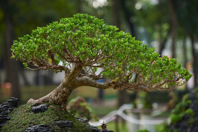 Cameri, nuova rassegna per conoscere l'arte del bonsai