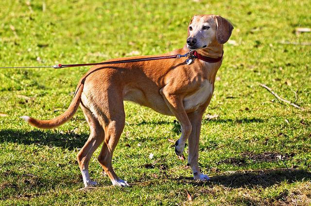 A Vercelli un contributo per la gestione responsabile dei cani
