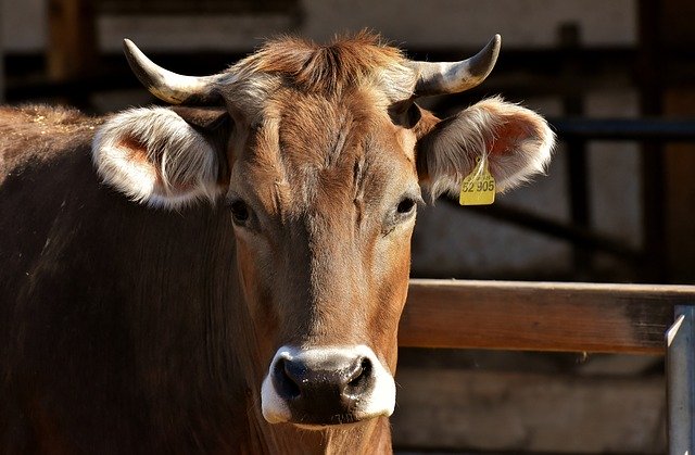 Slow Food Ossola: "Difendere gli allevatori è difendere il futuro delle Alpi"