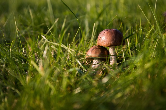 ASL: attivato il servizio di micologia per verifica commestibilità dei funghi
