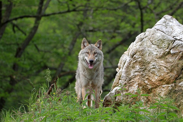 Il ritorno dei grandi predatori nel VCO. Serata divulgativa a Ornavasso 