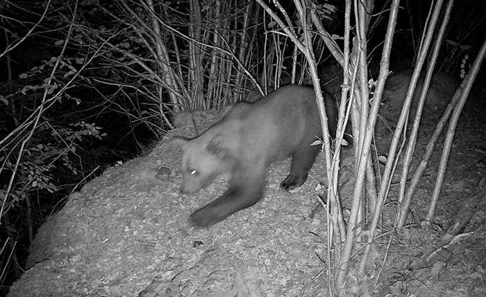Un orso nello scatto della fototrappola vicino alle case di Finero