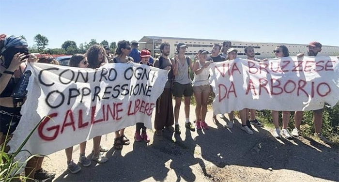 Maxi allevamento di galline ovaiole ad Arborio: diffida e petizione con 55 mila firme
