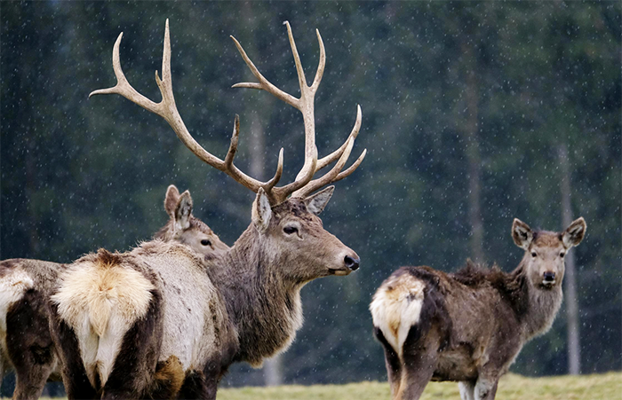 Una giornata all’Alpe Veglia per osservare i cervi in amore con i guardiaparco 