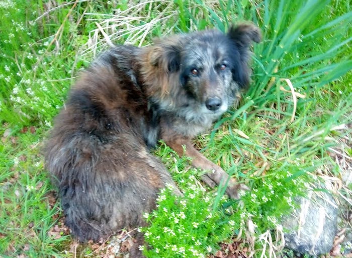 Trovato ammalato e senza speranza: il silenzioso addio di un cane da lavoro