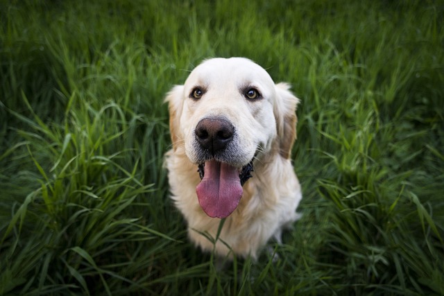 Animali da compagnia: in Piemonte gestione online di smarrimenti, decessi e altro