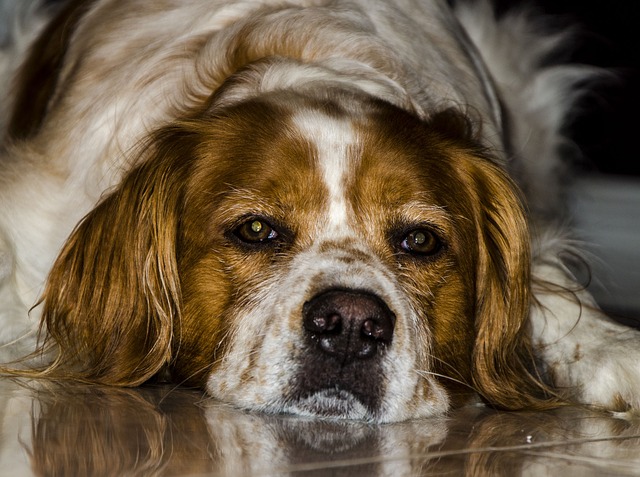 Verbania: veterinario e vaccini gratuiti per chi adotta un "over 10" dal canile 
