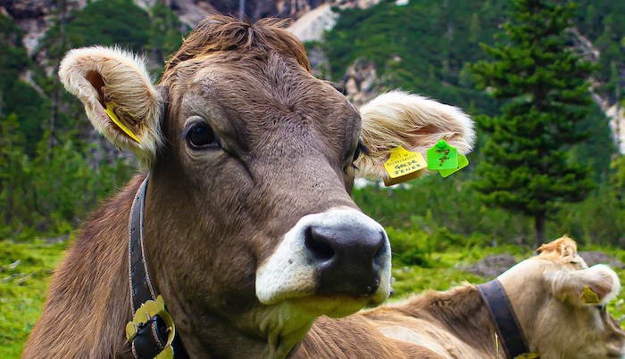 Torna la Mostra bovina provinciale di Crodo