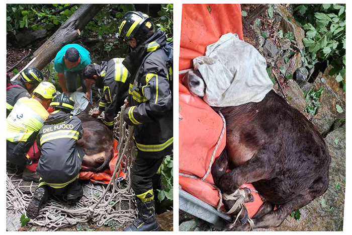 Due giovani bovini cadono nel letto di un torrente, uno recuperato vivo dai Vvf