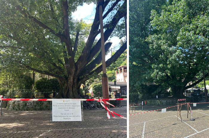 Villa Taranto, crepe sulla quercia monumentale: sopralluogo urgente 