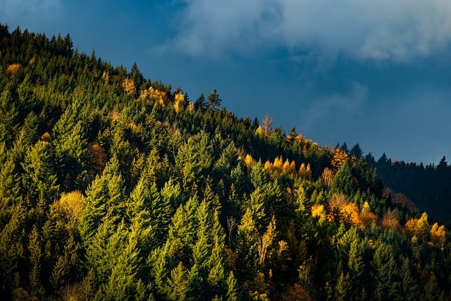 Un miliardo di alberi, un milione di ettari di bosco: Piemonte e futuro delle foreste