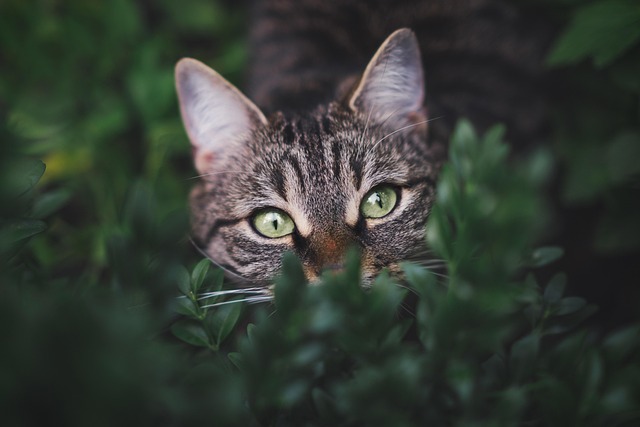 Dona la spesa per gli amici animali: torna sabato l'iniziativa di NovaCoop