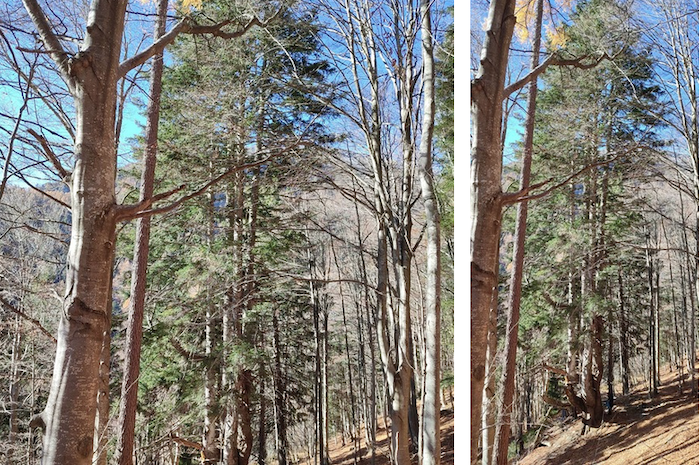Giganti verdi: l'abete di Crevoladossola entra nell'elenco degli alberi monumentali
