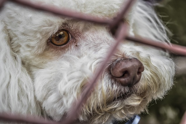 Sepolti assieme al proprio animale: la mozione della Lega in Consiglio comunale