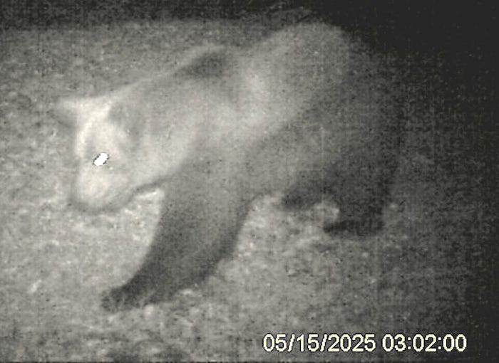 Possibile nuovo orso in Val Grande, ma il Parco conferma: c’è solo M29