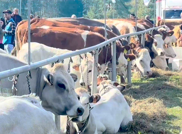 Mostra Bovina della Valle Vigezzo: tutti i vincitori 