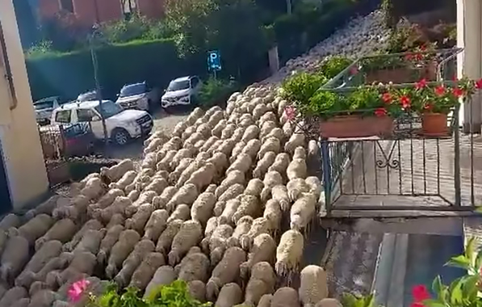 La transumanza delle pecore a Varzo: migliaia di ovini scendono a valle