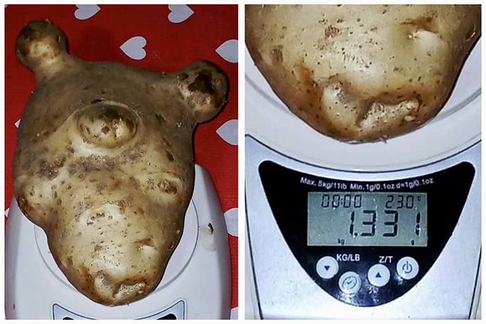 Una patata da record in Val Formazza: pesa 1,3 chili 