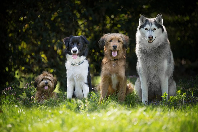 Verbania: corsi gratuiti per proprietari di cani e volontari