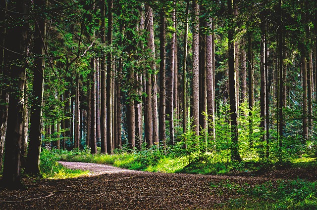 Gestione foreste, la Regione stanzia 12 milioni di euro 