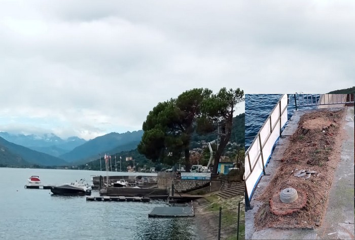 I pini a Pallanza abbattuti perché pericolosi. Il Pd contro i "tagli selvaggi"