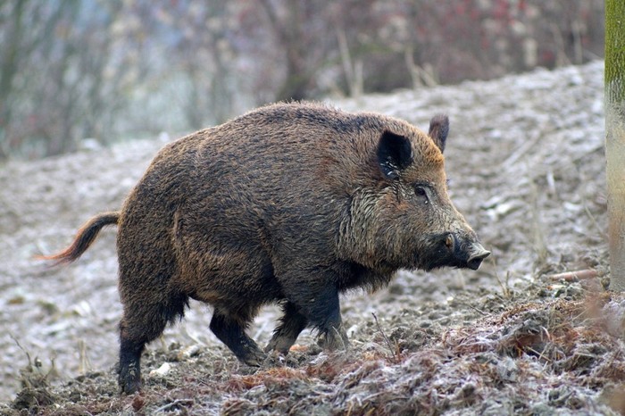 La peste suina spaventa il Ticino: caccia al cinghiale tutto l’anno