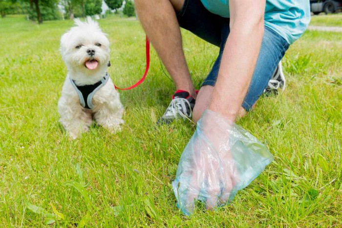 Vigili in borghese a caccia dei padroni che non raccolgono le deiezioni canine